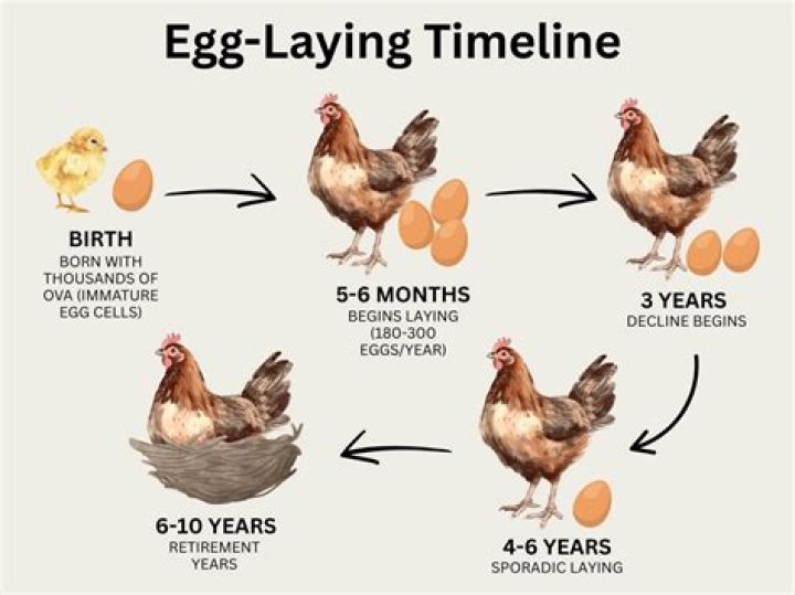 Do chickens cry when laying eggs?
