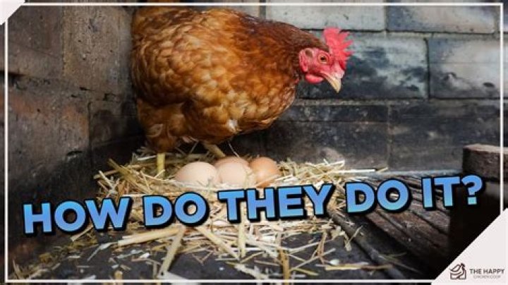 Do chickens get mad when you take their eggs?