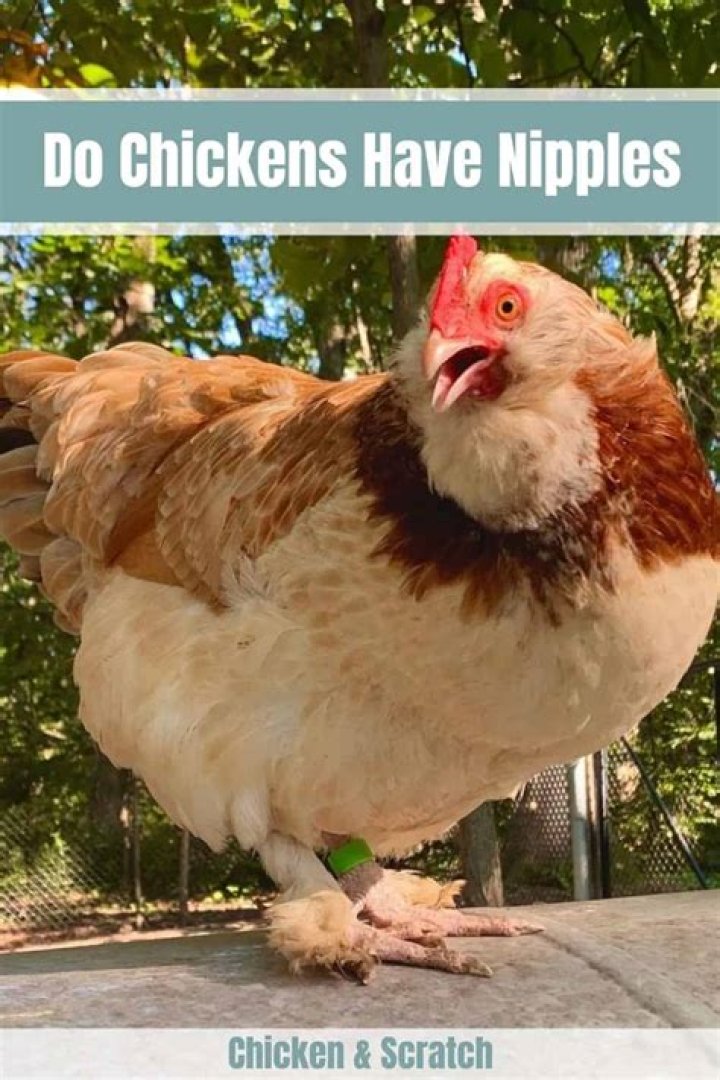 Do chickens have nipples?