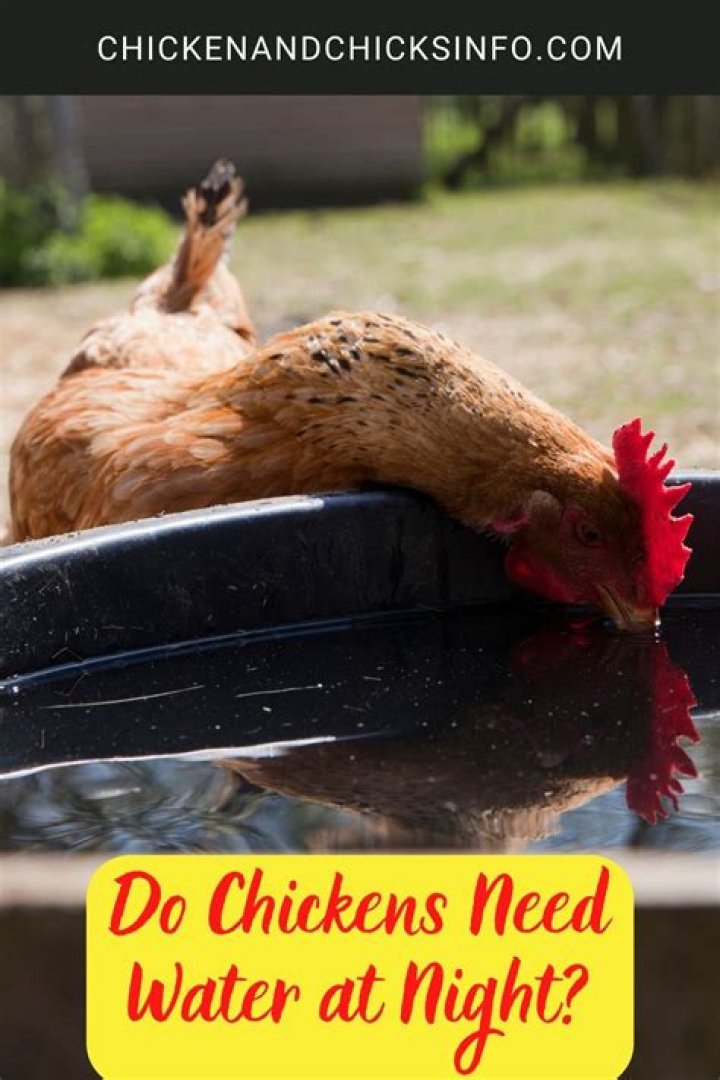 Do chickens need water?