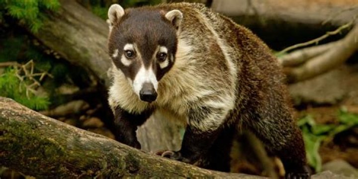 Do coatis bite?