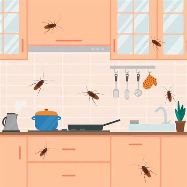 Do cockroaches like noise?