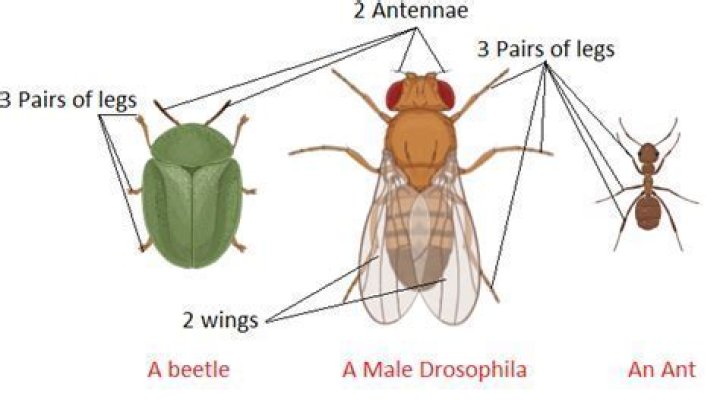 Do Coleoptera have one pair of wings?