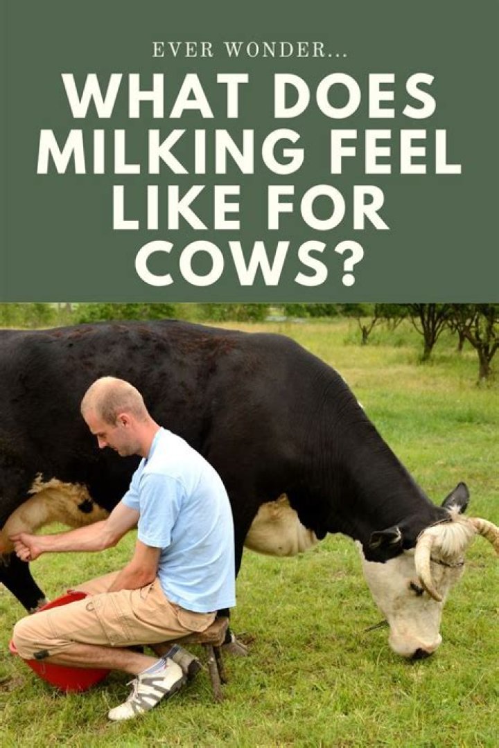 Do cows feel pain when milked?