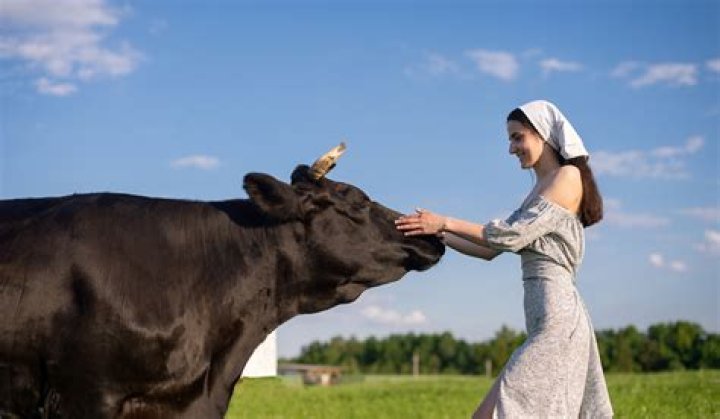 Do cows like being petted?