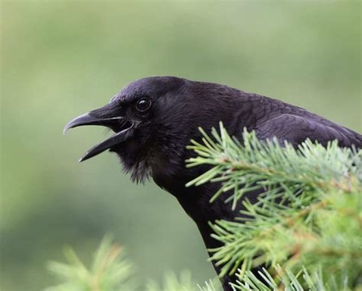 Do crows have empathy?