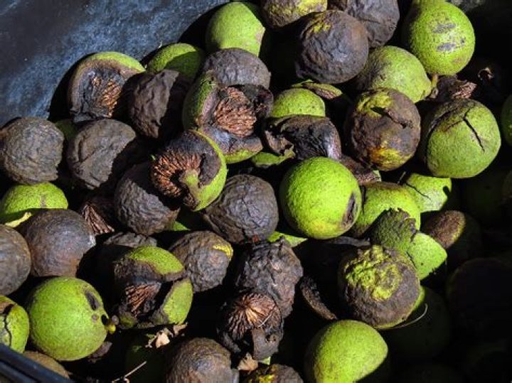 Do deer eat black walnuts?