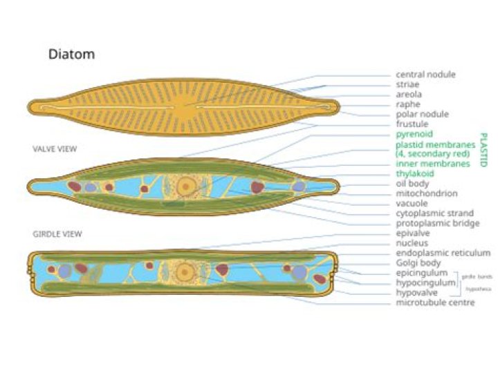 Do diatoms mean my tank is cycled?