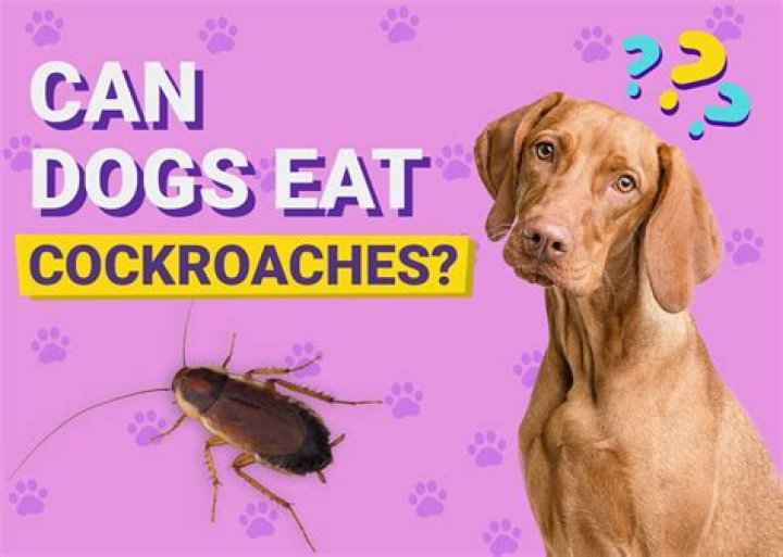 Do dogs attract cockroaches?