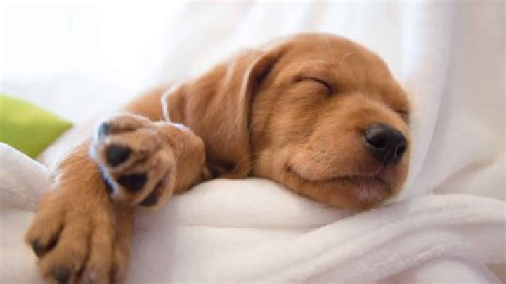 Do dogs dream?