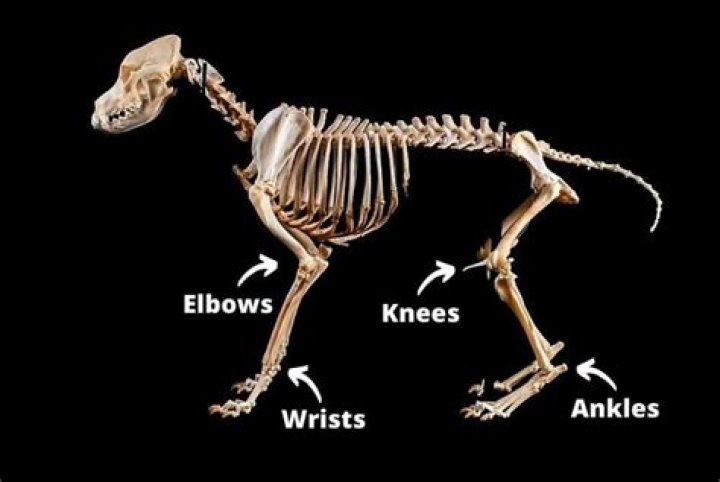 Do dogs have kneecaps?