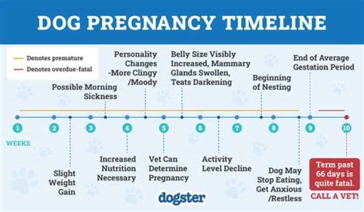 Do dogs know if you're pregnant?