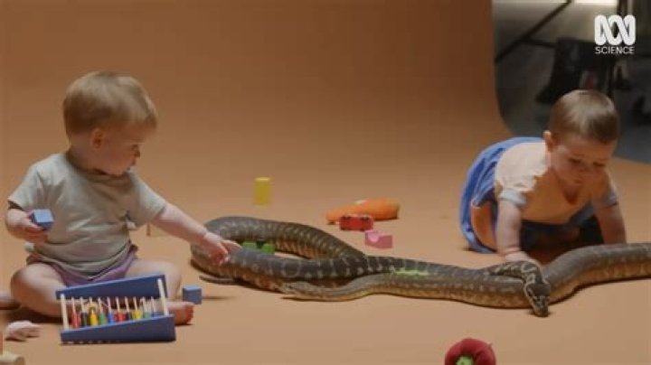Do dogs know to fear snakes?