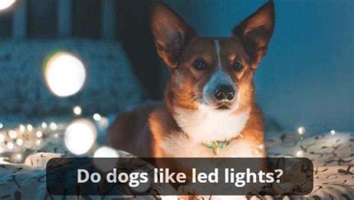 Do dogs like LED lights?