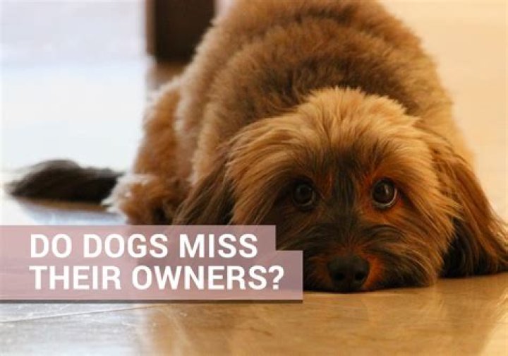 Do dogs miss their moms?