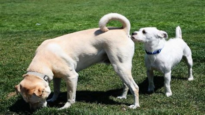 Do dogs mourn the loss of another dog?
