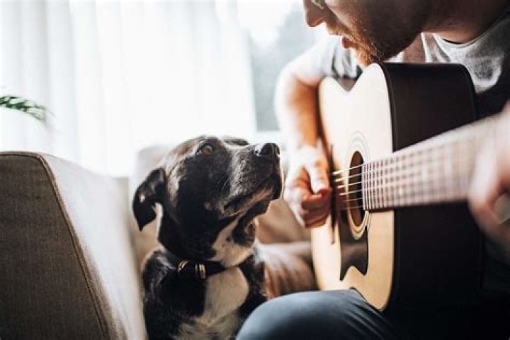 Do dogs recognize music?