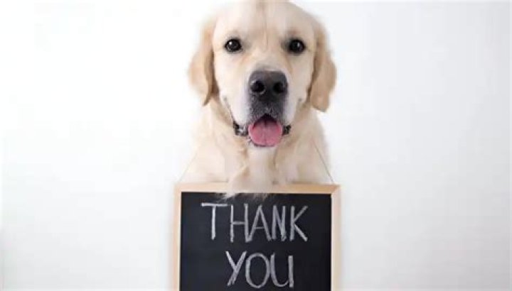 Do dogs say thank you?
