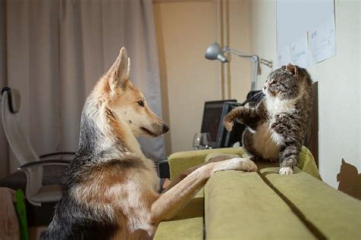 Do dogs stay mad at you?