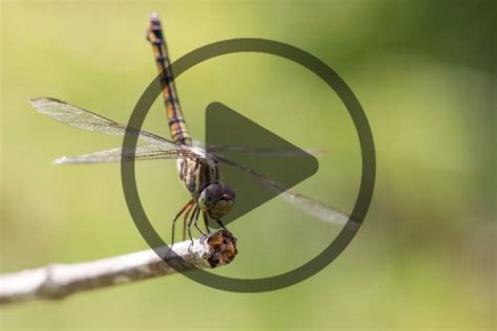 Do dragonflies sew your eyes shut?