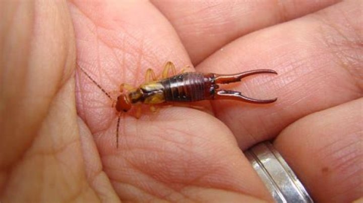 Do earwigs bite?