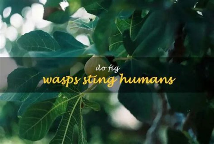 Do fig wasps sting humans?