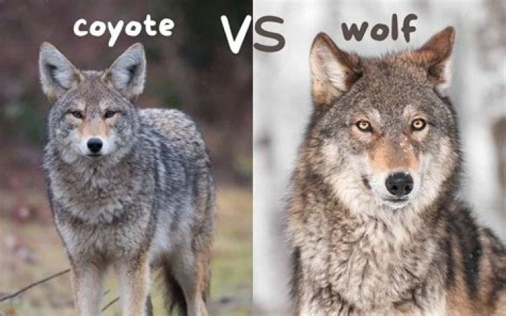 Do foxes and coyotes live together?