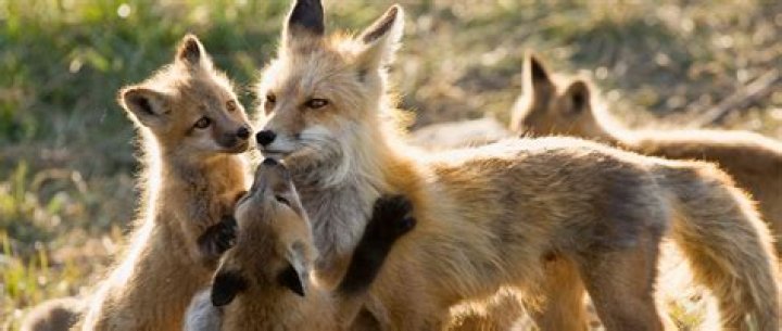 Do foxes like humans?