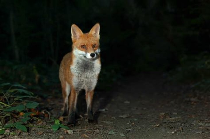 Do foxes roam at night?