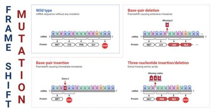 Do frameshift mutations affect splicing?