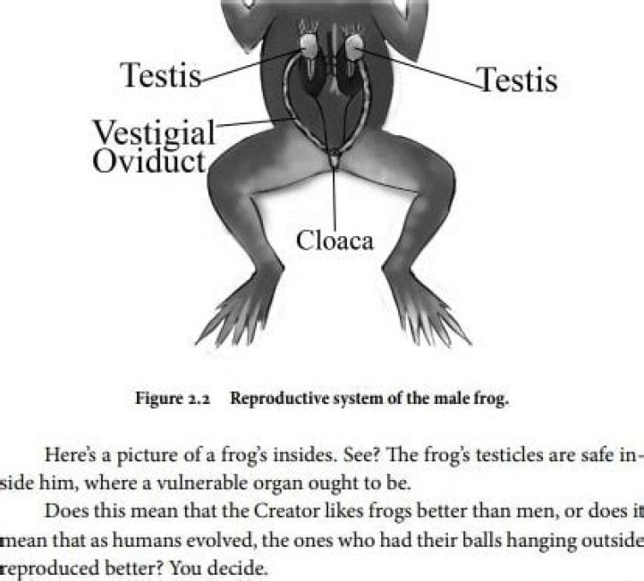 Do frogs Have Balls?