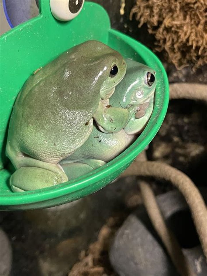 Do frogs like to be touched?