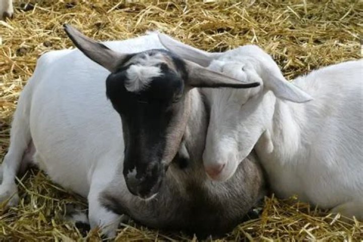 Do goats get fleas?