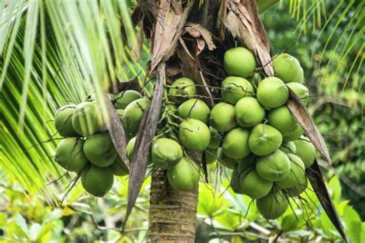 Do green coconuts ripen off the tree?