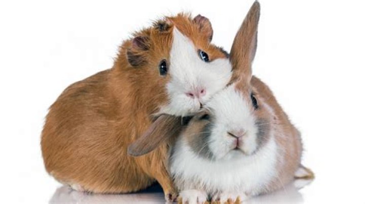 Do guinea pigs get cold at night?