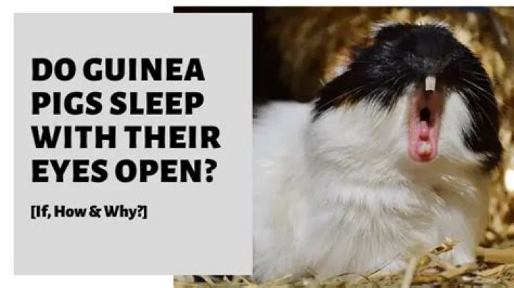 Do guinea pigs sleep with their eyes open?