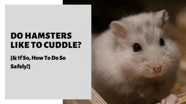 Do hamsters like to cuddle?