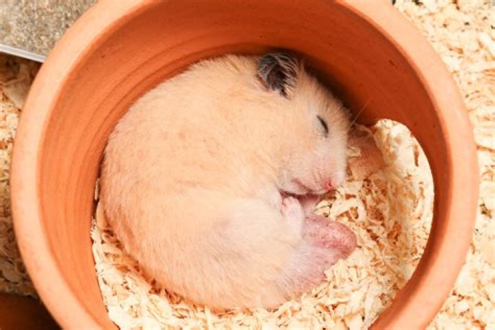 Do hamsters sleep a lot when you first get them?