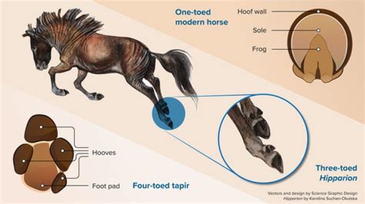 Do horses charge humans?