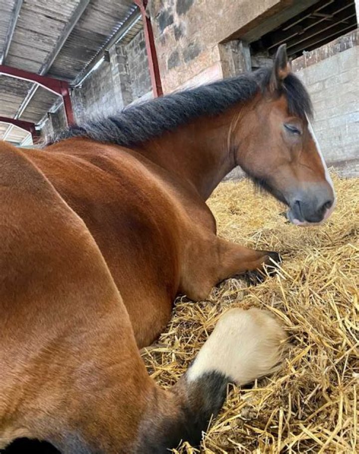 Do horses feel guilt?