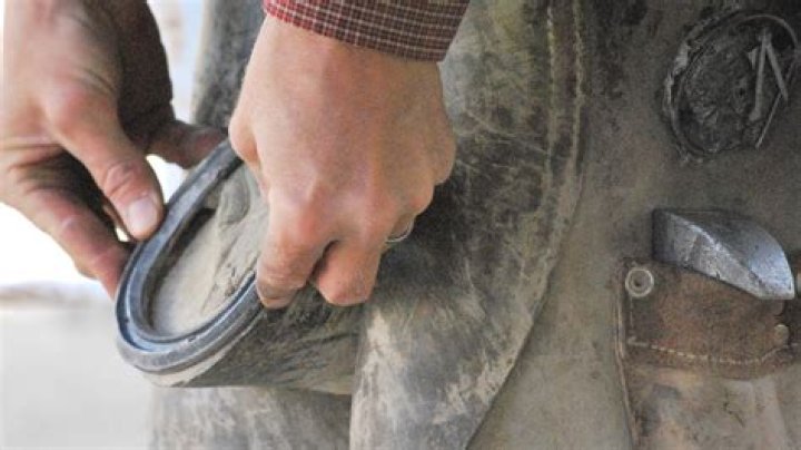 Do horses like being shoed?