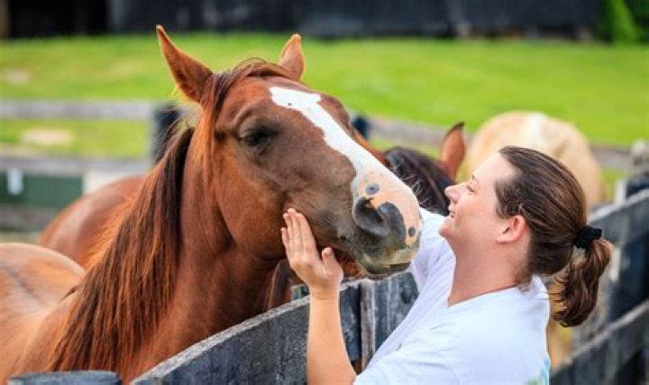 Do horses like human affection?