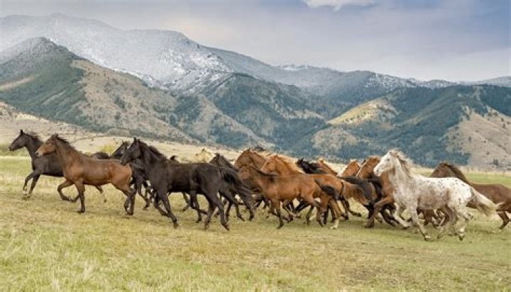 Do horses prefer living out?