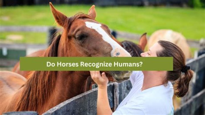 Do horses recognize humans?