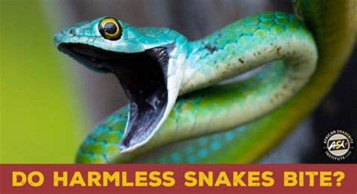 Do house snakes bite?