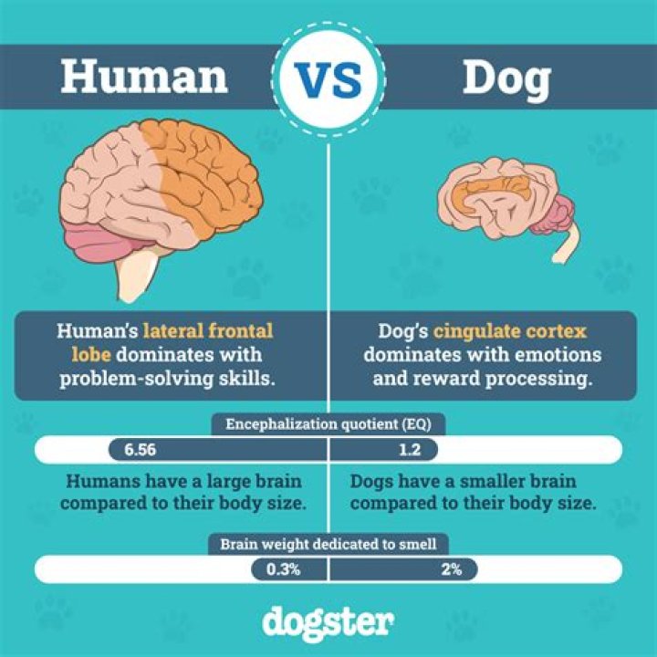 Do humans have 3 brains?