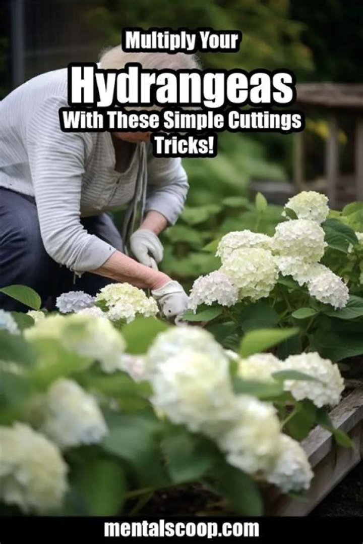 Do hydrangeas multiply?