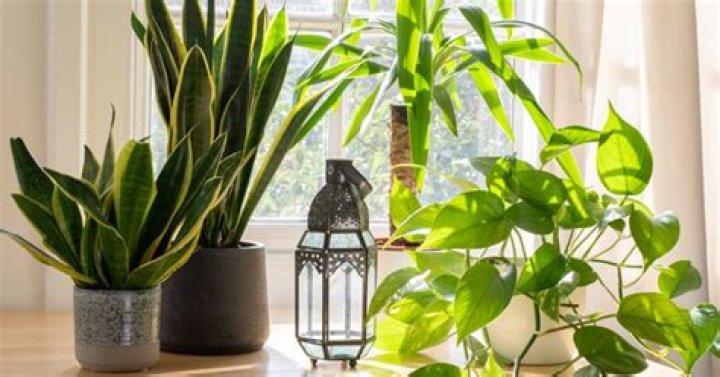 Do indoor plants need to be by a window?