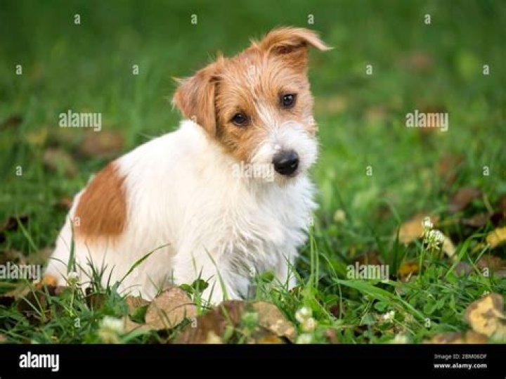 Do Jack Russells need to be groomed?