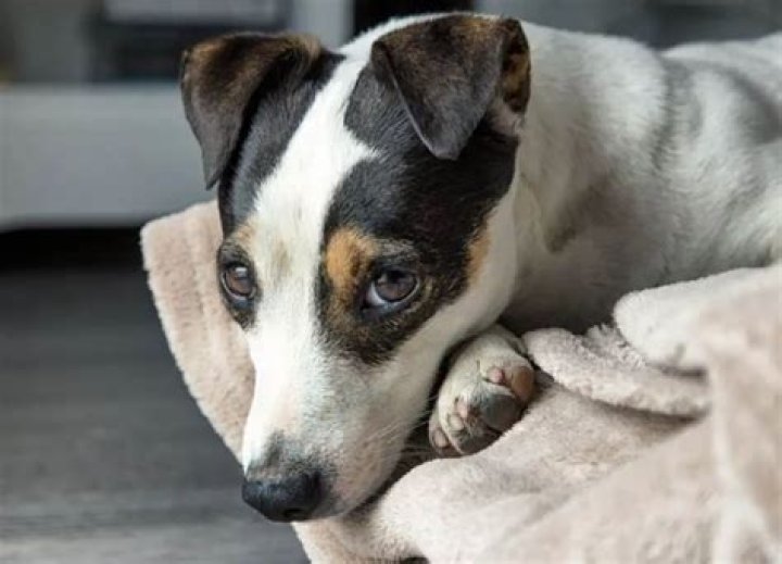 Do Jack Russells smell?